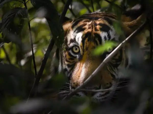 Why TigerExch is Rapidly Growing in India, Tiger Exch, Tigerexch Login